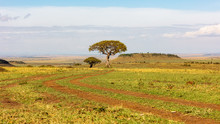 Road Leading To Tree In Kenya Open Field In