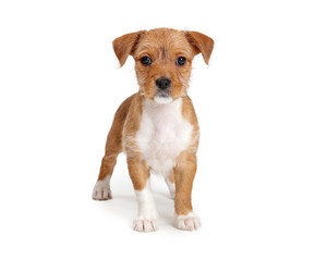 Tan and White Puppy Dog Standing Looking at Camera