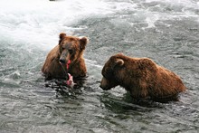 Young Brown Bear Sharing His Catch With An Old Bear