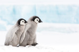 Emperor penguin colony, adults and chicks, Snow Hill, Antarctica