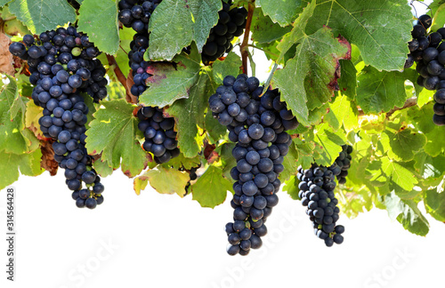 Fototapeta Winogrona  dojrzale-czerwone-winogrona-w-winnicy-przed-zbiorami-uprawa-winorosli-z-degustacja-wina-w-winie