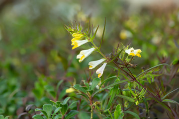 Wall Mural - Blossoming common cow-wheat, Melampyrum pratense