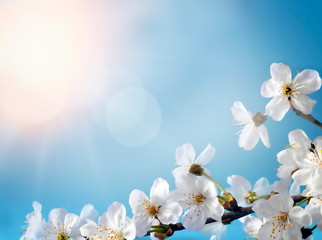 Wall Mural - blossom tree over nature background. spring flowers. spring background