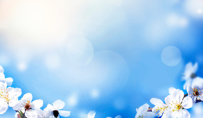 Wall Mural - blossom tree over nature background. spring flowers. spring background