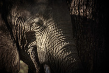 Mysterious African Elephant	