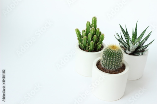 白い背景の明るいサボテンの写真シリーズ Buy This Stock Photo And Explore Similar Images At Adobe Stock Adobe Stock