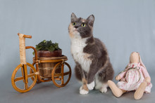 A Young Tricolor Cat Is Sitting On A Gray Background Next To A Planter Bike With Violets In A Ceramic Pot And With A Soft Hare Doll In A Dress.