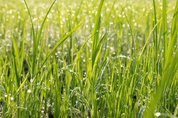 Dew on the green grass,Green grass and dew in the morning.