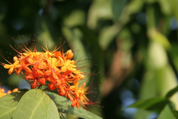 Ashoka tree's flowers blooming on bunch and green leaves with blur background in Thailand.