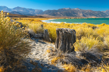 Sand Tufa towers, formed when spring water percolated upward through lake-bed sands, creating tubes weakly held together by calcium carbonate. Sand Tufa at Navy Beach, Mono Lake, California