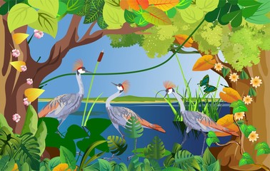 Wall Mural - Nature, wildlife scene, grey cranes on the river water, trees and grass frame, vector