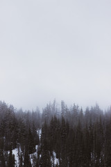 Naklejka na meble fog in the forest