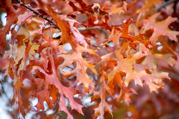 A closeup view of maple leaves in a tree during the fall season.