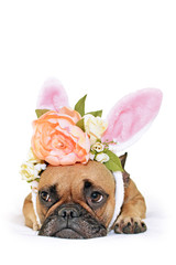 Wall Mural - Cute easter bunny French Bulldog dog lying on floor dressed up with peony and roses flower rabbit ears headband costume 