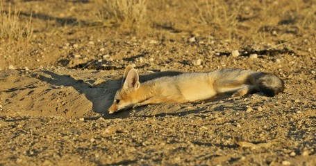 Poster - A Cape fox (Vulpes chama) resting in front of den, Kalahari desert, South Africa