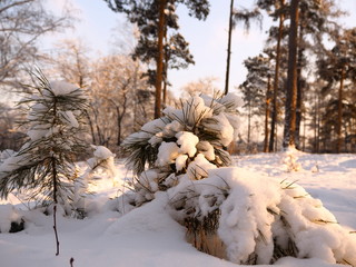 Wall Mural - white fluffy snow on pine branches