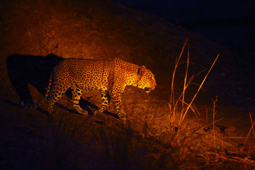 Wall Mural - The African leopard (Panthera pardus pardus) big male in his territory on the ground at night.African atmosphere with big cat.