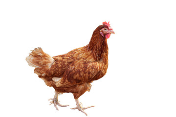 Brown hen on white background.