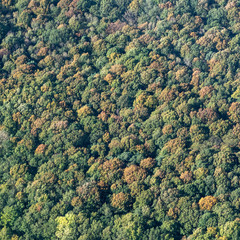 Canvas Print - vue aérienne de la forêt à l'automne à Arnouville-les-Mantes dans les Yvelines en France