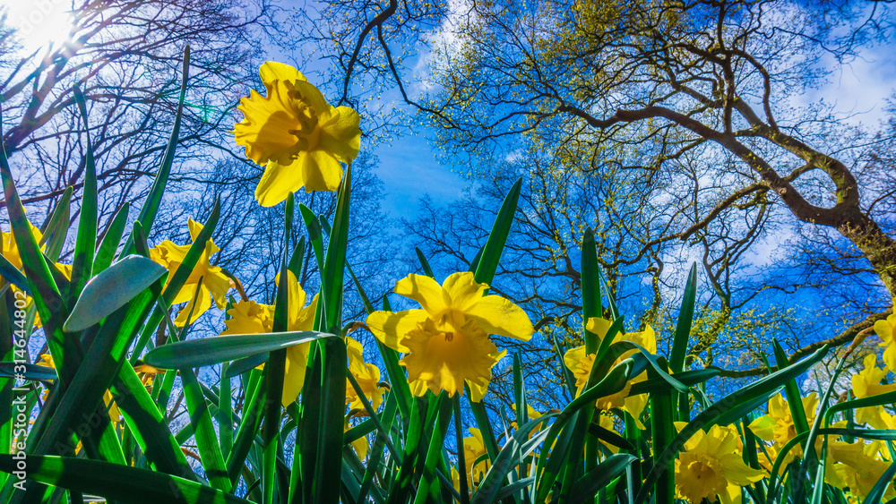 Easter background with fresh spring flowers. Yellow narcissuses against the blue sky - obrazy, fototapety, plakaty 