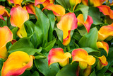 Bouquet of multicolored calla lilies. Floral pattern