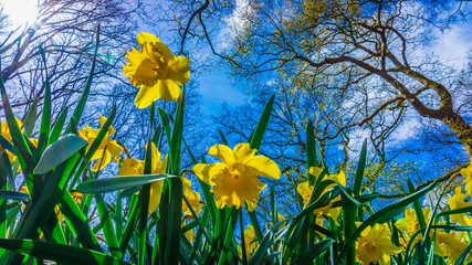 Wall Mural - easter background with fresh spring flowers. yellow narcissuses against the blue sky