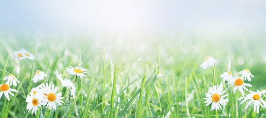 Wall Mural - Spring gentle nature background .Daisies on the field on a sunny day.