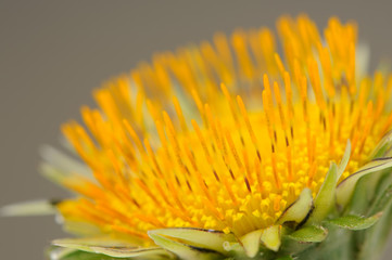 Wall Mural - Yellow Dandelion (Taraxacum Officinale) Flower Macro