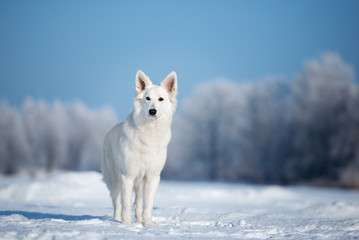 white shepherd dog standing outdoors in winter