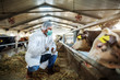 © Dusan Petkovic - Caucasian veterinarian in protective uniform crouching, holding bottle with cure and preparing to give a shot to ill calf. Stable interior.