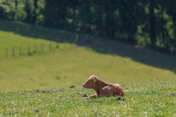 Resting maverick lies on green summer meadow