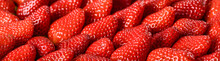 Strawberries Red Background. Fresh Ripe Strawberry Banner Or Panorama Concept.