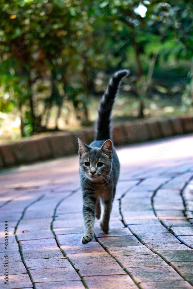 Jitty Path Wild cats in Cat Sanat Parki , cat park in Istanbul, Turkey. Wild ...