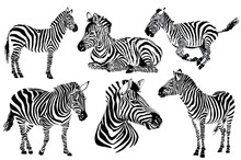 Graphical Set Of Zebras Isolated On White Background, Jpg Illustration
