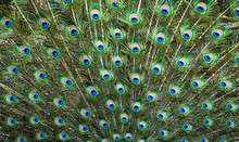 Peacocks Pattern Or Texture. Colorful And Artistic Peacock Feathers Banner Or Panorama..