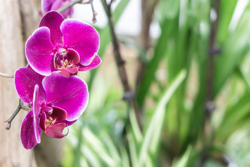 Background of purple tropical flowers