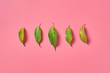 Row of scattered fresh green healing leaves collected from bush in forest on pink background. Top view. Close-up