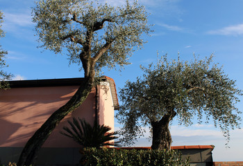 Due alberi di olivo con tetto e cielo