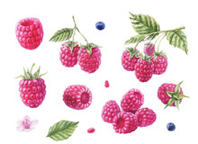 Large Handdrawing Watercolor Raspberry Berry Isolated On White Background With Seed And Blueberry, Leaf, Flower Frontally And Side View