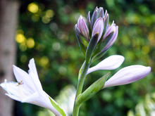 Blooming Purple Hosta Flower Buds And Open Purple And White Flower With Green Ivy Background