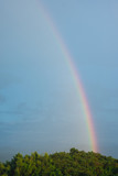 Fototapeta Tęcza - rainbow in rainy season over the forest on the mountain