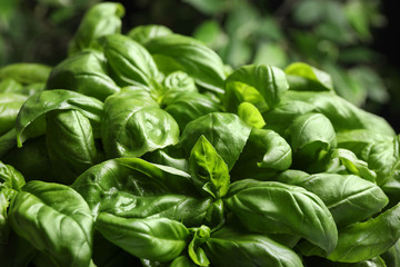 Closeup view of fresh green basil leaves