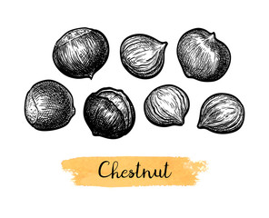 Canvas Print - ink sketch of chestnuts.