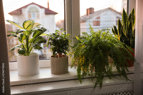 Fotomural Different potted plants on window sill at home