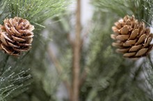 Selective Focus Shot Of Acorns With Fir Branch Background