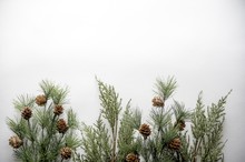 Fir Branches With Acorns On A White Surface With Space For A Text