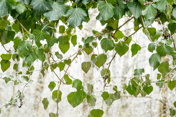 Wall Mural - Frozen green leaves, close up. Natural background