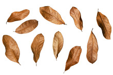 Many​ Brown Dry Leaves In​ Variety Of Shapes.​ In The Autumn Season.​ On A White Background​ Isolated.