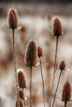 Withered Thistle Flowers In Winter Landscape.