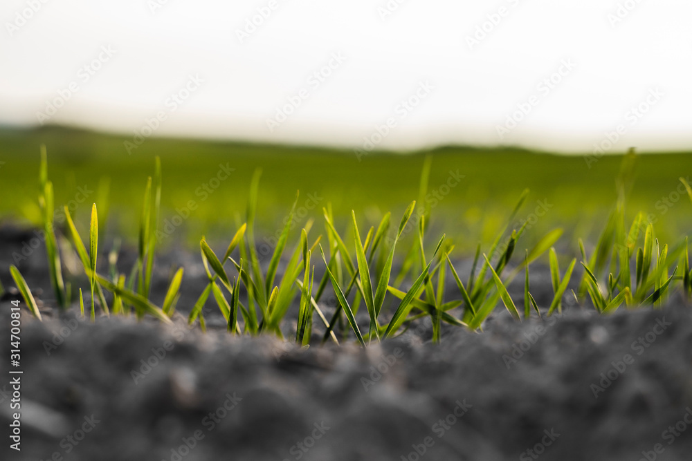 Young wheat seedlings growing on a field in autumn. Young green wheat growing in soil. Agricultural proces. Close up on sprouting rye agriculture on a field sunny day with blue sky. Sprouts of rye. - obrazy, fototapety, plakaty 